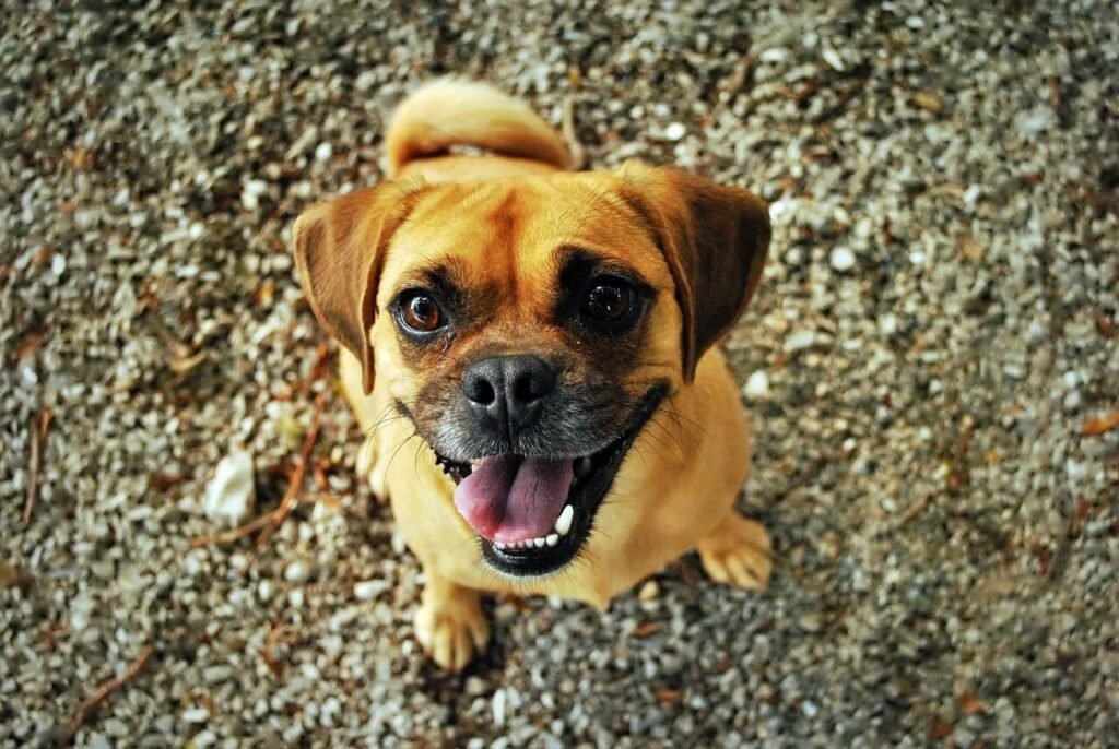 Black Spot on Dog Tongue: Best 7 Tips to Safeguard Your Dog!