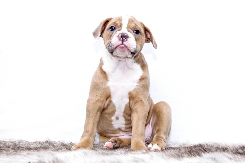 How Often Should You Give Your Dog Benadryl? Best 7 Tips!