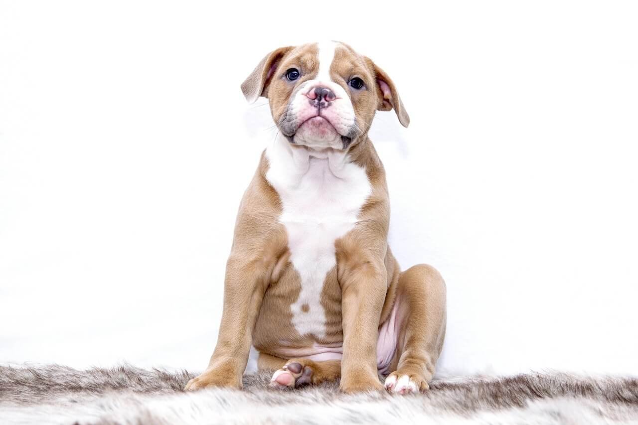 How Often Should You Give Your Dog Benadryl? Best 7 Tips!