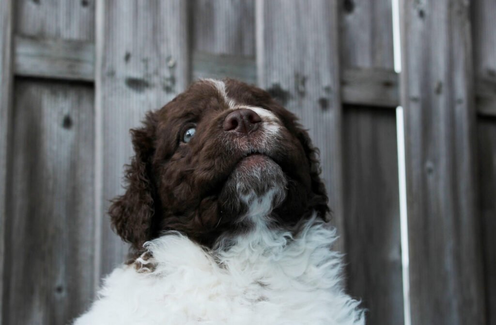 How to Pick Up a Dog: Best 7 Expert Tips!