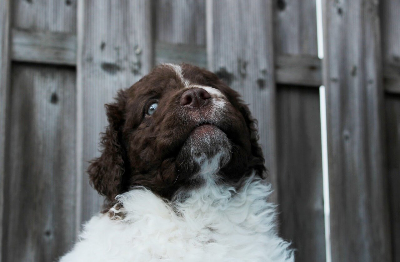 How to Pick Up a Dog: Best 7 Expert Tips!