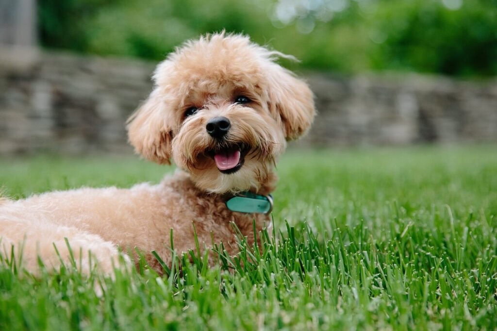 Why Does My Dog Eat Grass? Best 7 Expert Tips!
