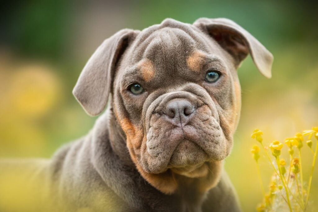 Why Is My Dog Whimpering in Their Sleep? Best 7 Tips!