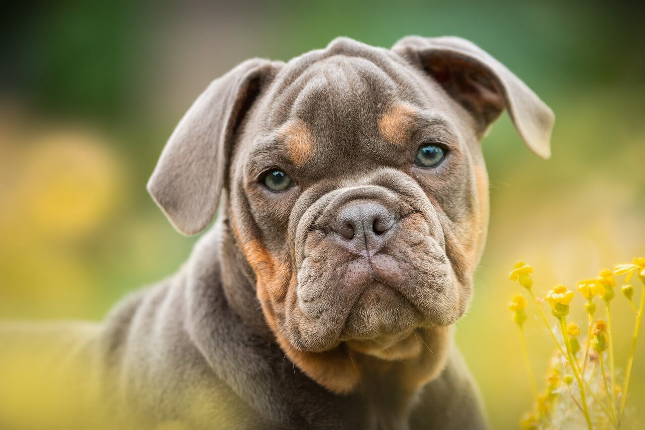 Why Is My Dog Whimpering in Their Sleep? Best 7 Tips!