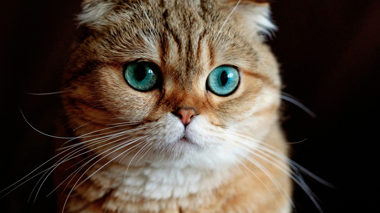 Top 4 Best Wooden Cat Litter Enclosures for a Stylish Home!