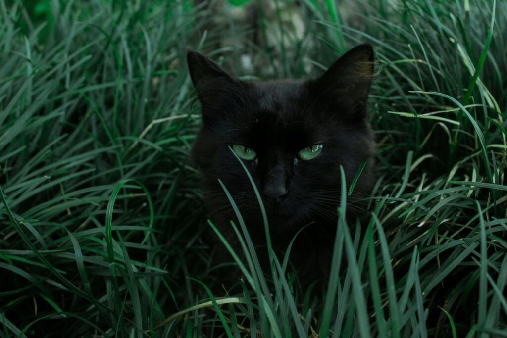 The Enigmatic Charm of Black Cats with Green Eyes: Best 7 Tips