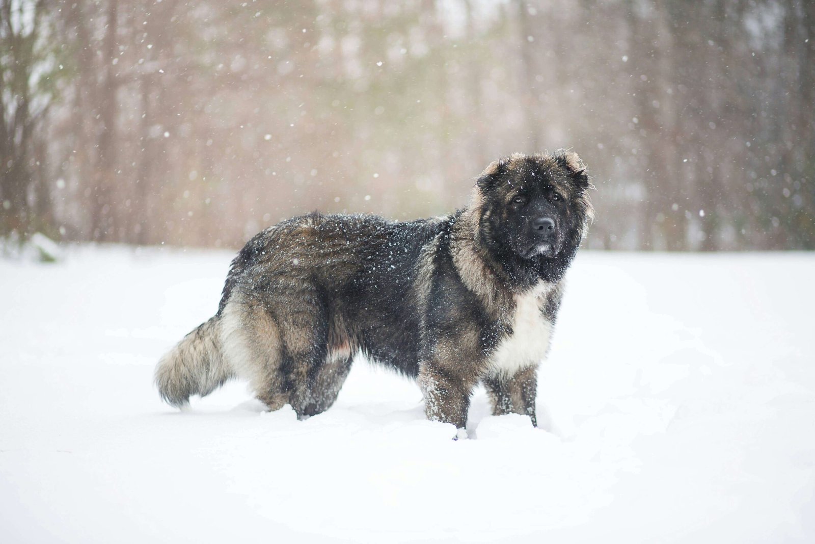 Alabai Dog Care: 7 Powerful Tips to Master Like a Pro