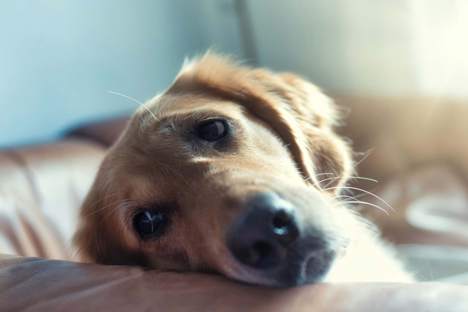 Dog Vomit White Foam: 7 Tips to Address the Issue!