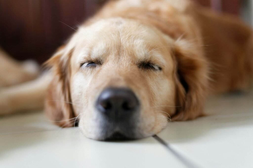 Why Is My Dog Panting at Night? Best 7 Tips for Calm Rest!