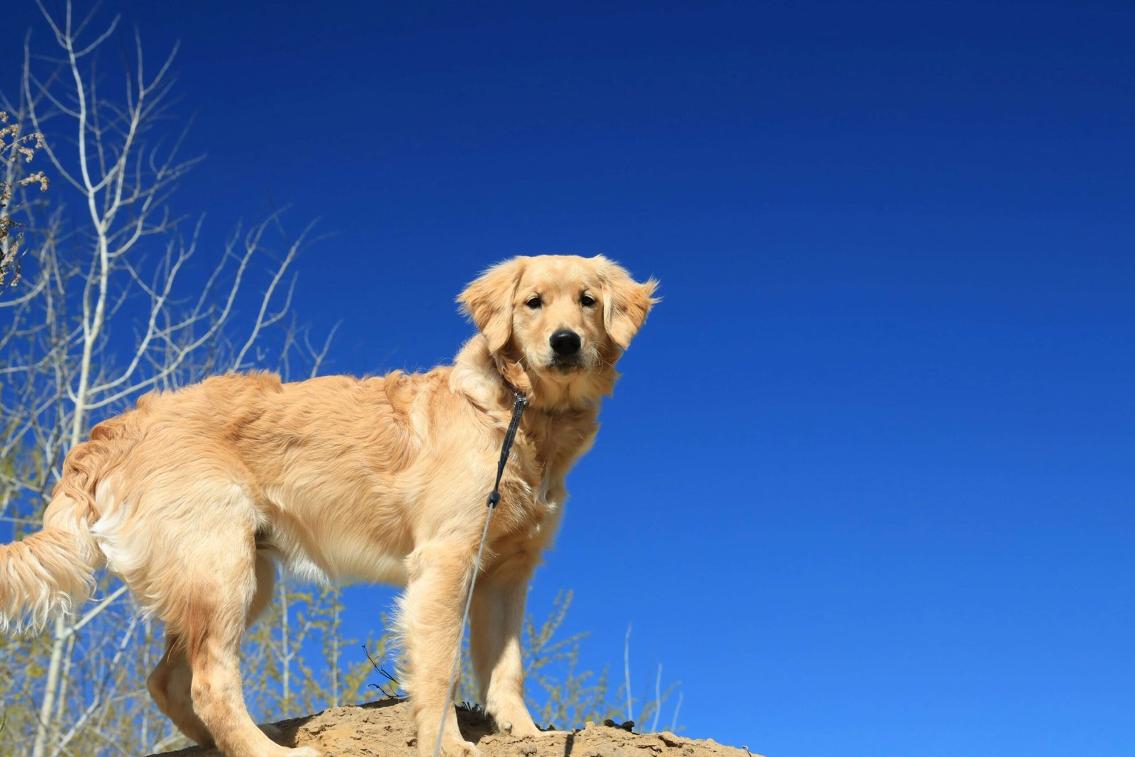 Top 5 Best Dog Towels for Ultimate Grooming Power!