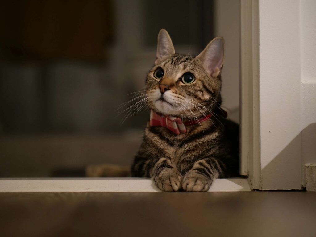 Top 5 Must-Have Cat Playpens for Ultimate Feline Fun!