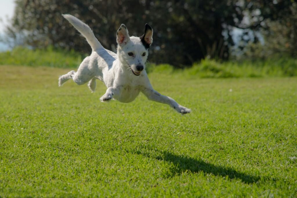 Dog Ate a Bee: Top 7 Best Tips to Handle Emergencies!