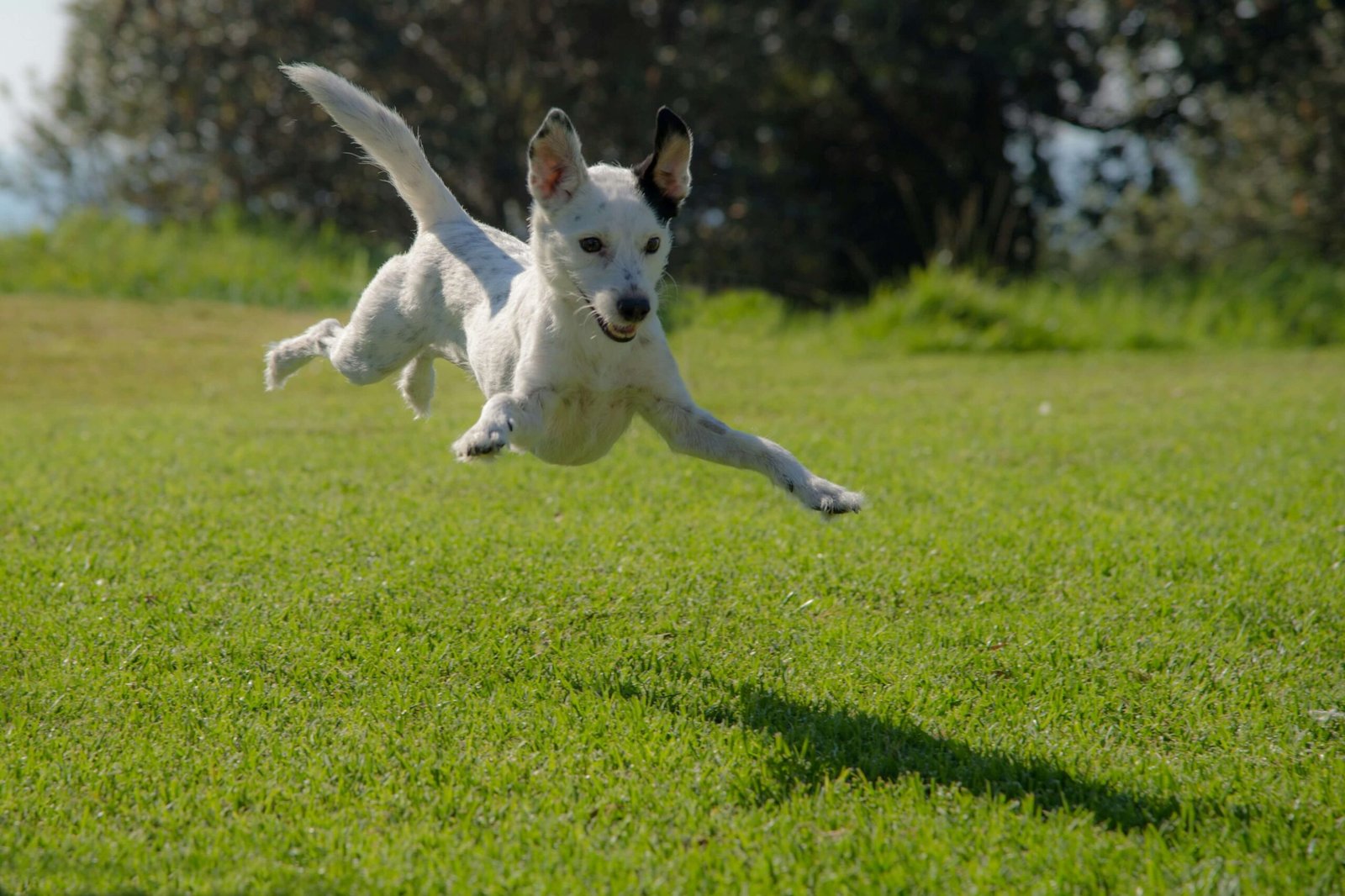 Dog Ate a Bee: Top 7 Best Tips to Handle Emergencies!