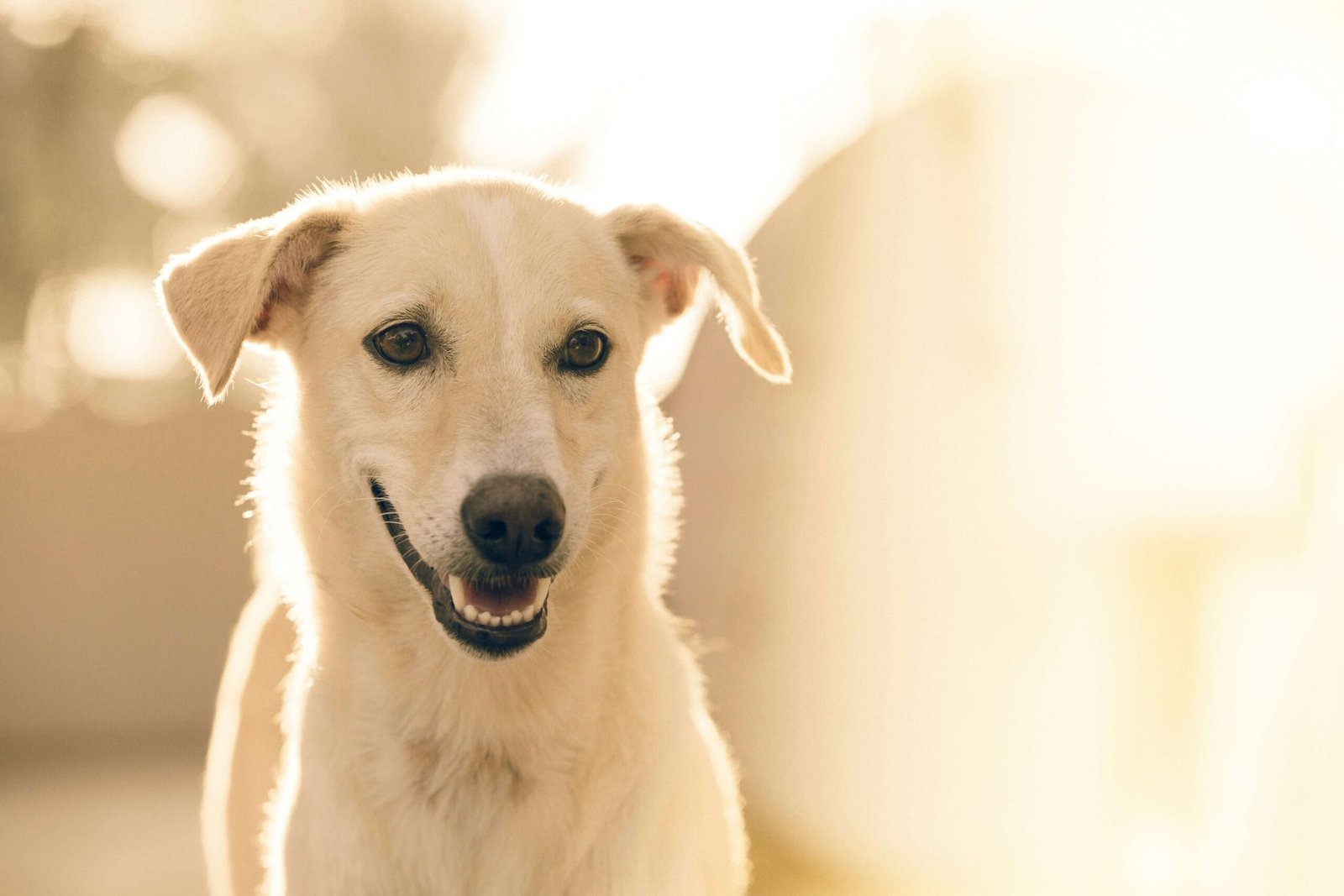 Top 4 Best Dog Hip Braces for Ultimate Joint Support!