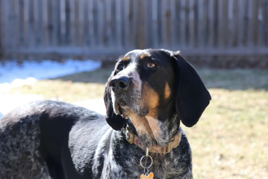 Hound Dog Care: 7 Allrounder Tips for Effortless Mastery!