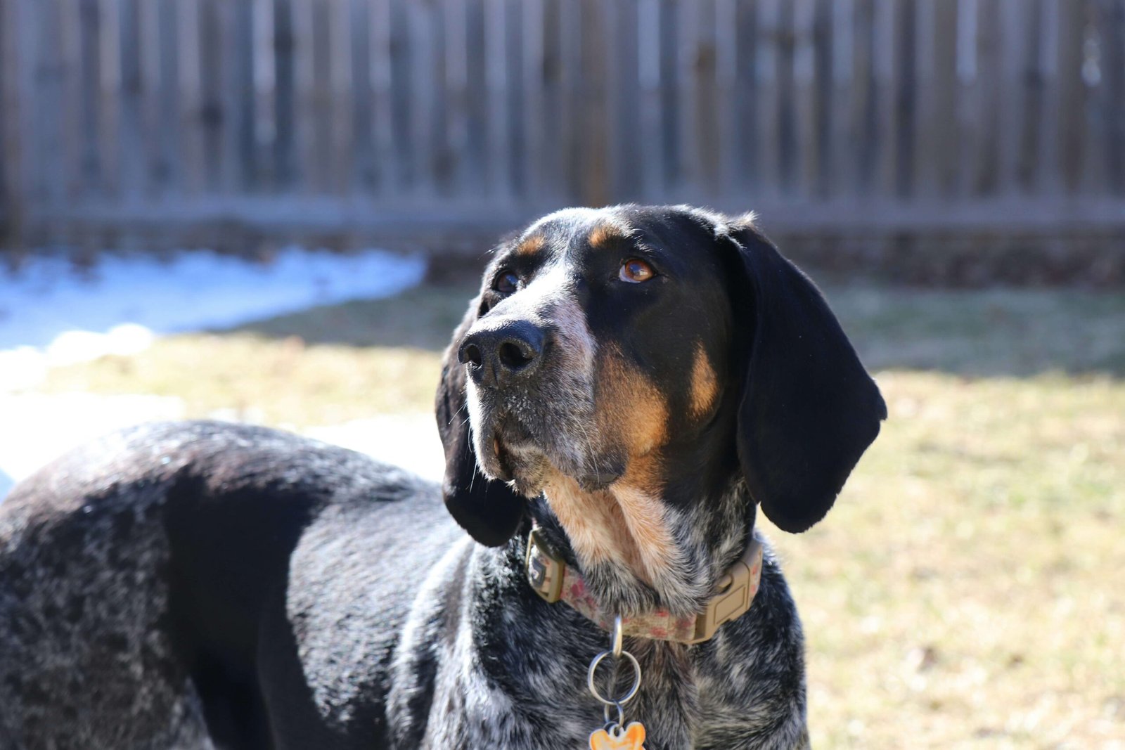 Hound Dog Care: 7 Allrounder Tips for Effortless Mastery!