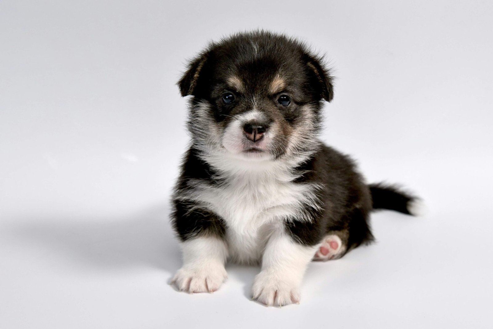 Why Does My Dog Lick Its Paws?: Best 7 Expert Tips!