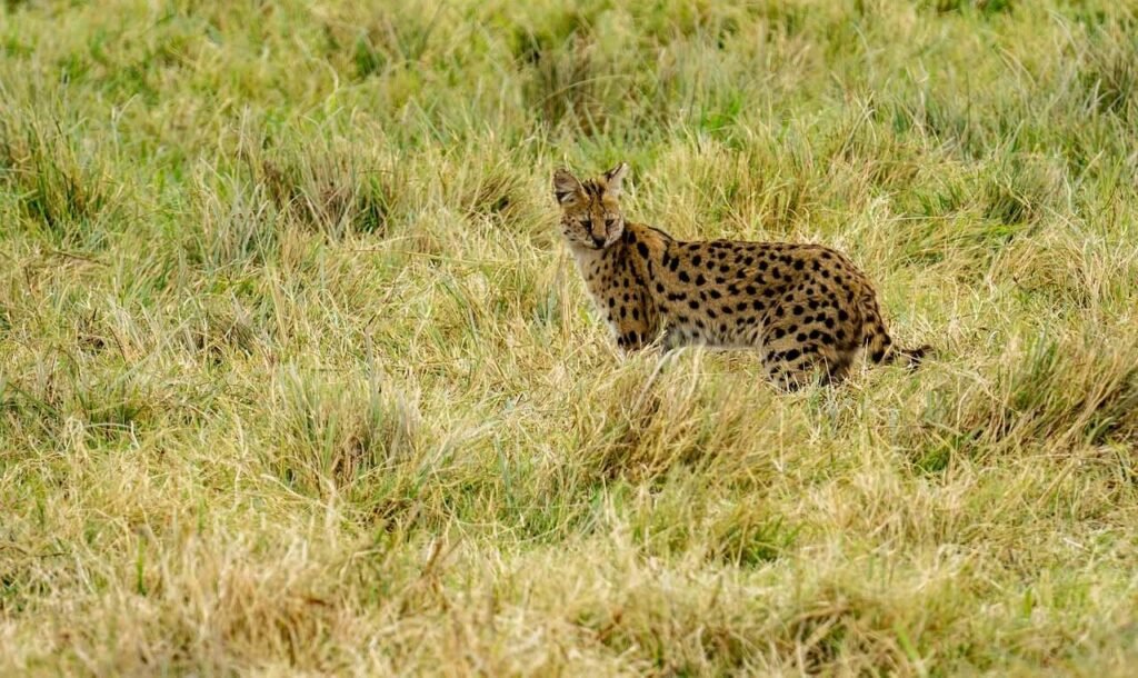 Can a Serval Cat Kill a Human? Best 7 Expert Tips!