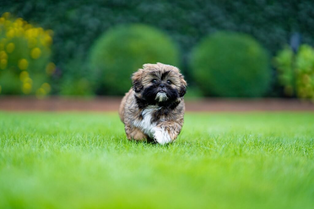 How to Treat and Prevent Itchy Paws in Dogs: Best 7 Tips!
