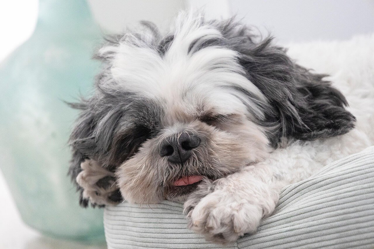 Understanding Carpal Hyperextension in Dogs: Best 7 Tips!