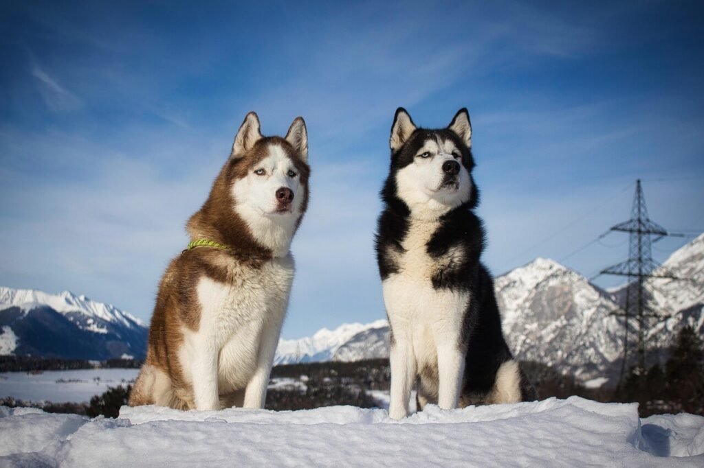 What Dog Is Closest to a Wolf? Best 7 Expert Tips!