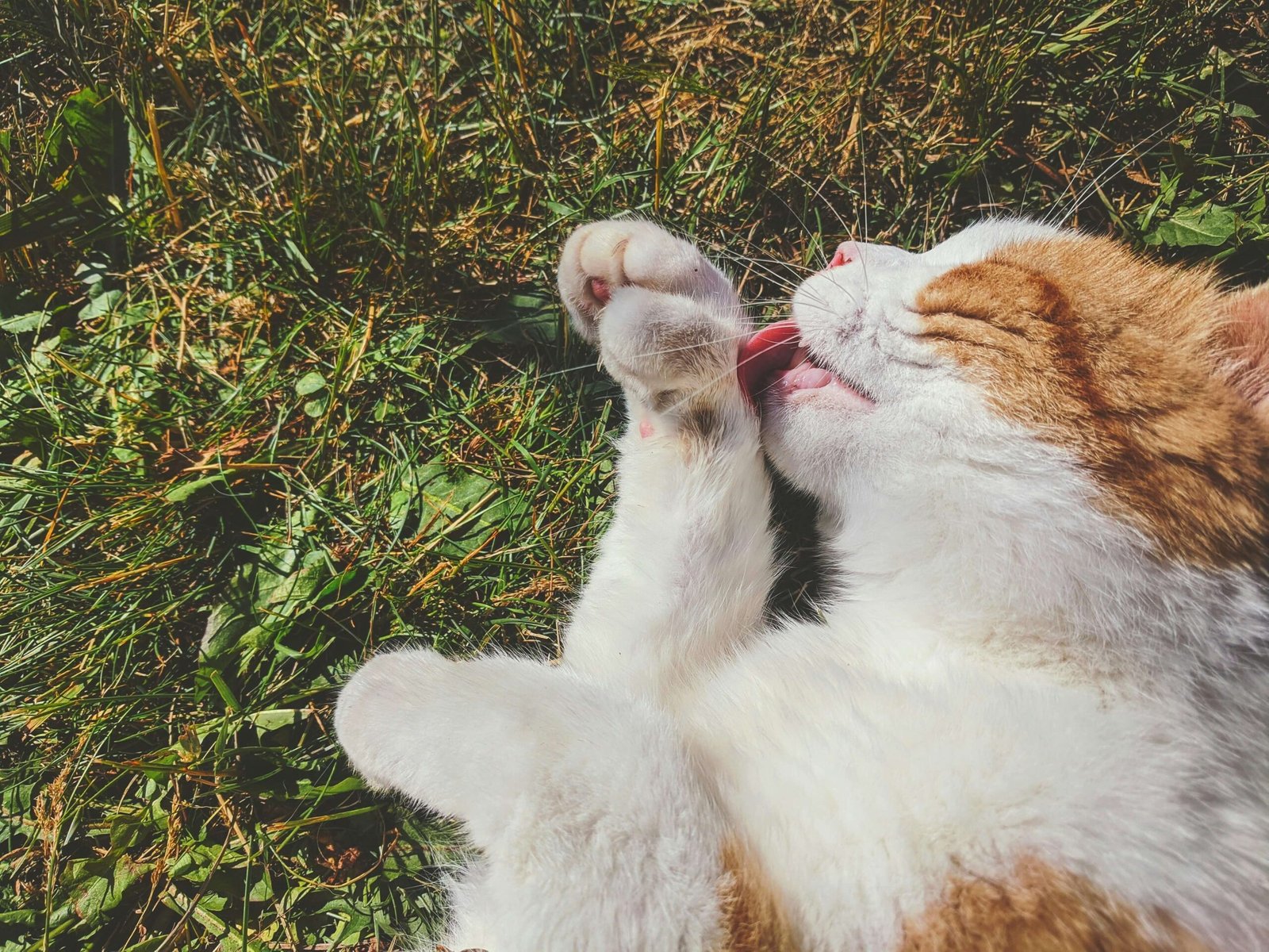 Top 4 Best Cat Pee Pads for Ultimate Leak Protection!