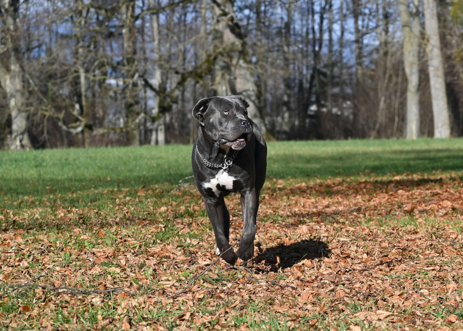 Why Does My Dog Poop So Much? Best 7 Expert Tips!