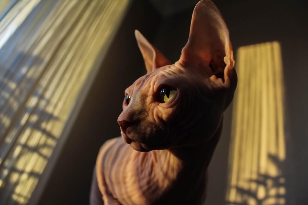 The Surprising Trend of Shaved Cats: Best 7 Expert Tips!