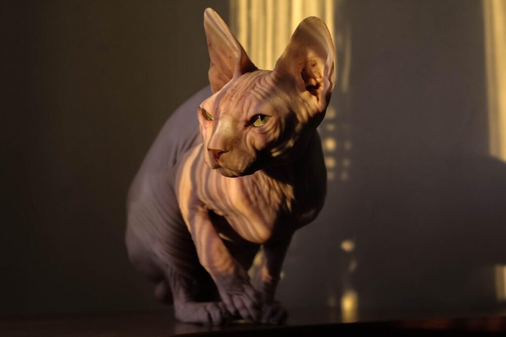 The Enchanting World of the Sphynx Cat: Best 7 Expert Tips!