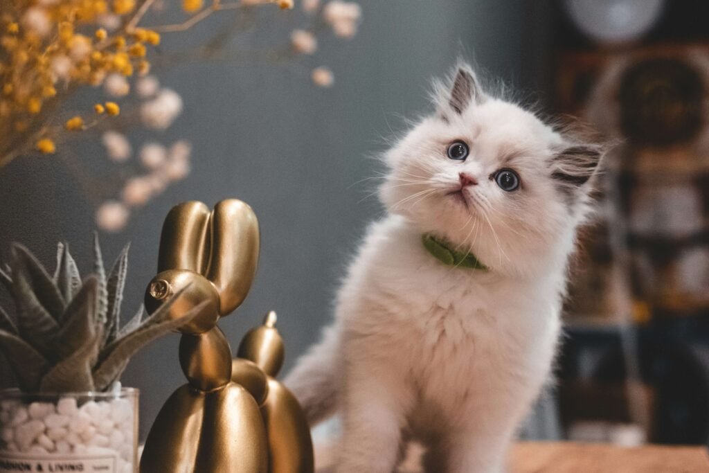 Top 5 Must-Have Cat Stairs for Your Feline King or Queen!