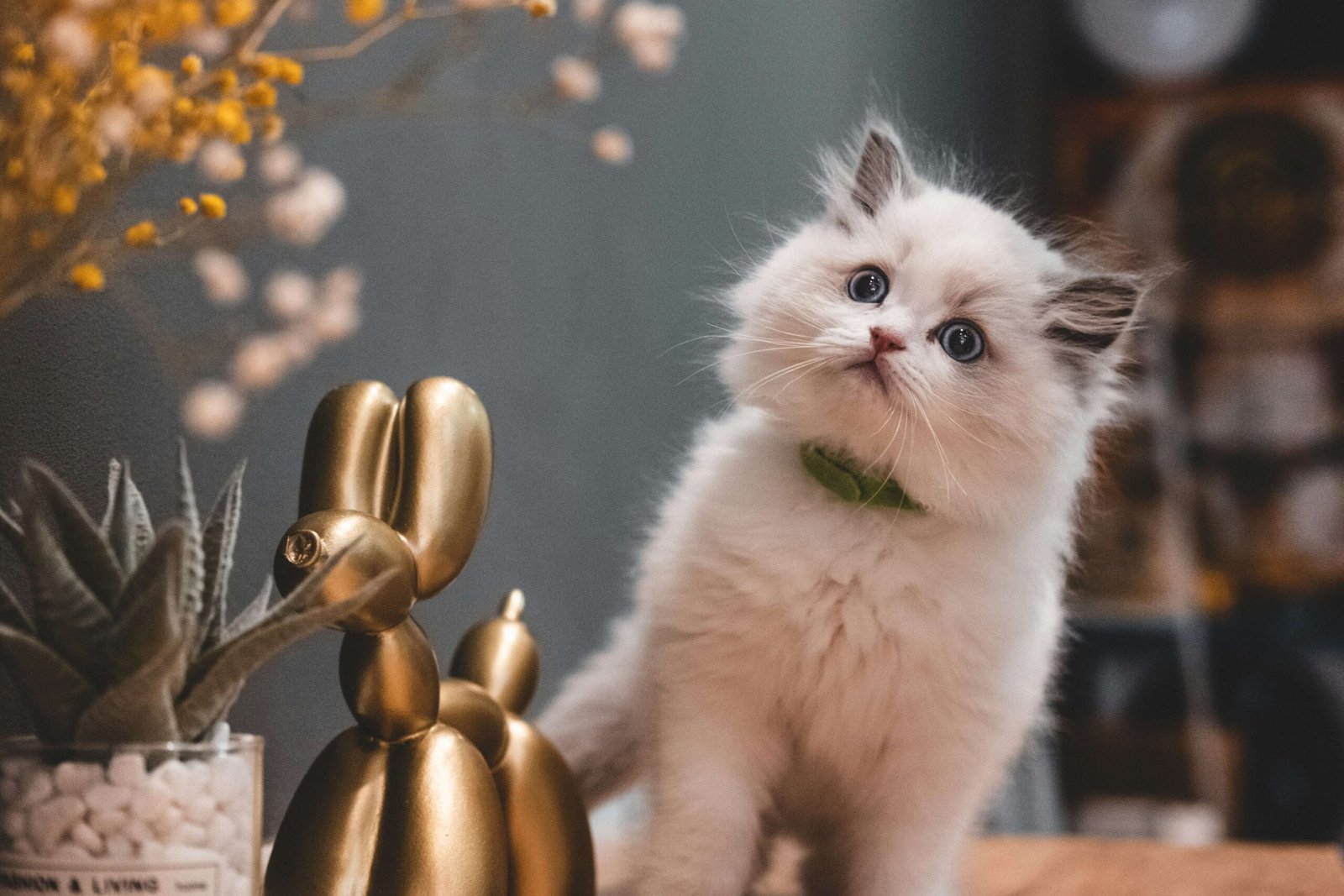 Top 5 Must-Have Cat Stairs for Your Feline King or Queen!