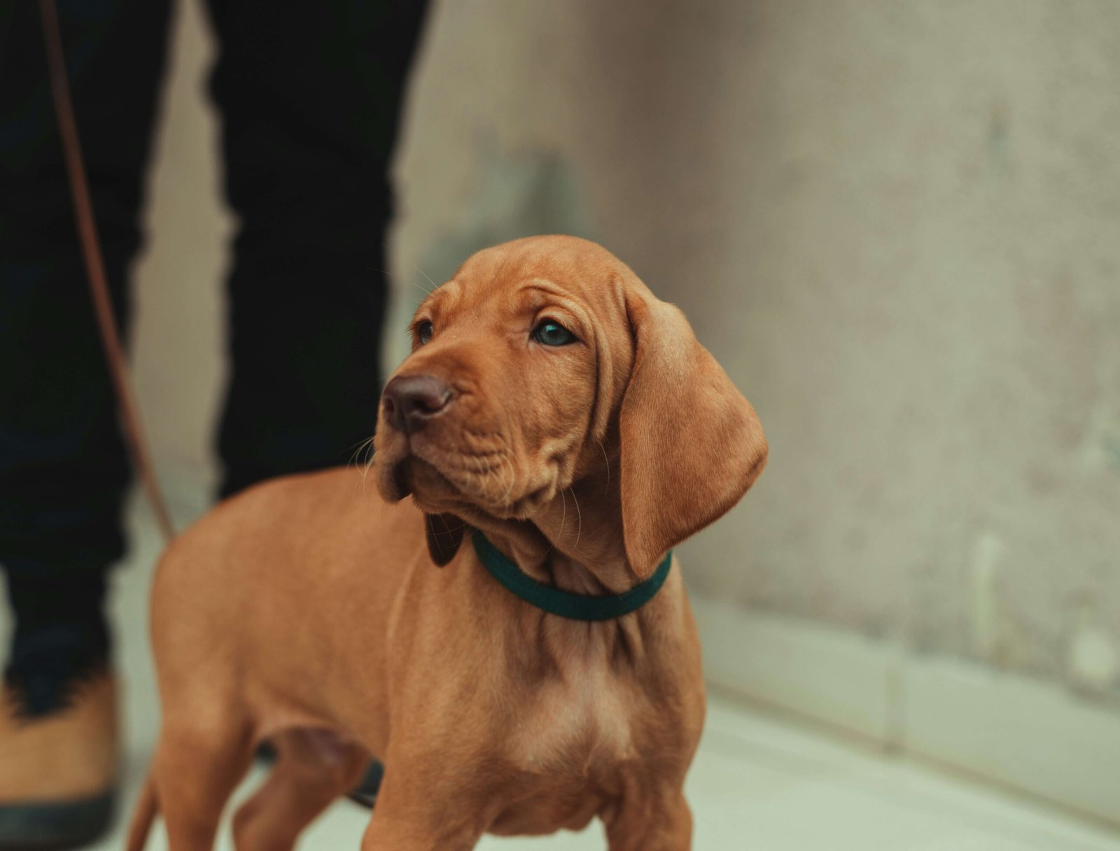 5 Best Dog Finger Toothbrushes for Ultimate Dental Care!