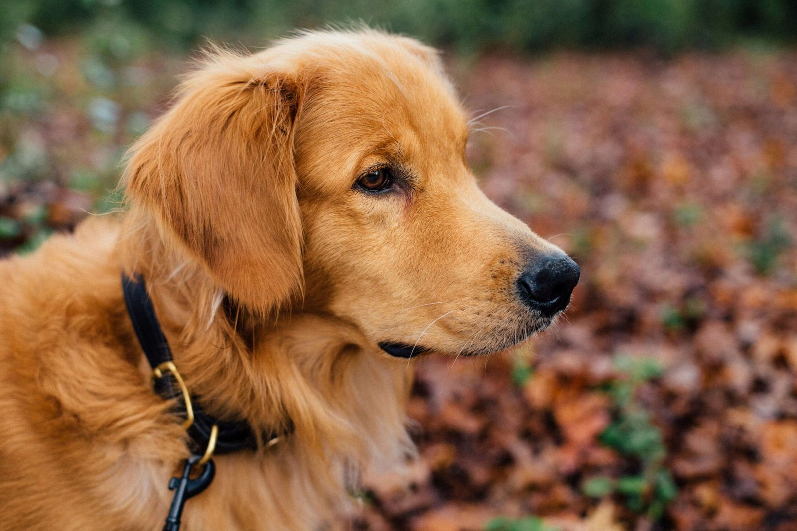 5 Best Small Dog Collars for Maximum Comfort & Safety!