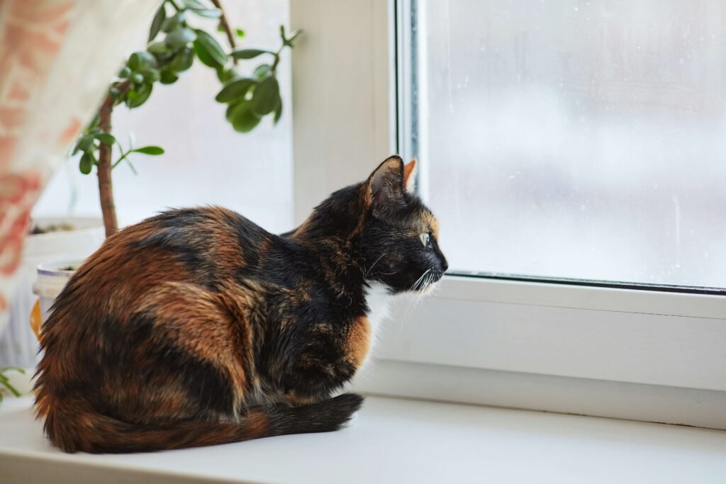 Tortoiseshell Cat Price: Best 7 Expert Tips!
