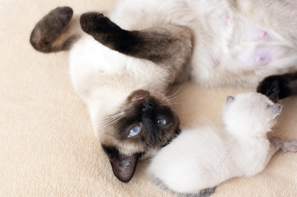 The Enchanting World of Baby Siamese Cats: Best 7 Tips!