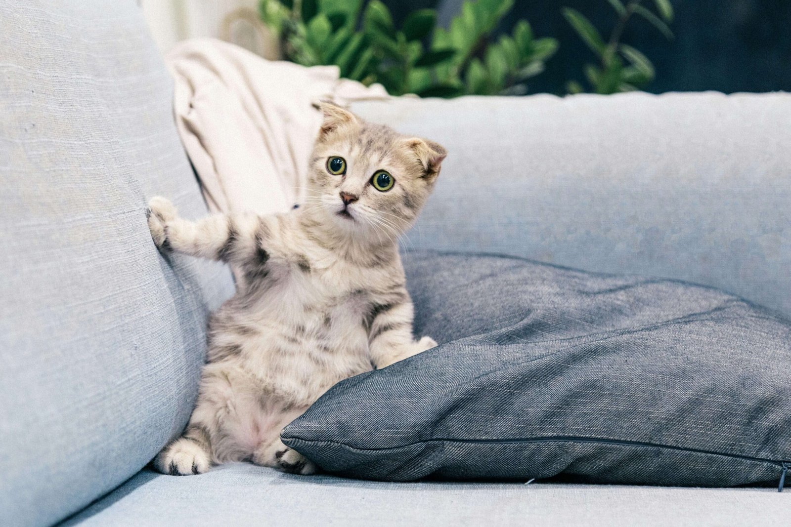 Can You Use Dog Shampoo on Cats? Best 7 Tips to Stay Safe!