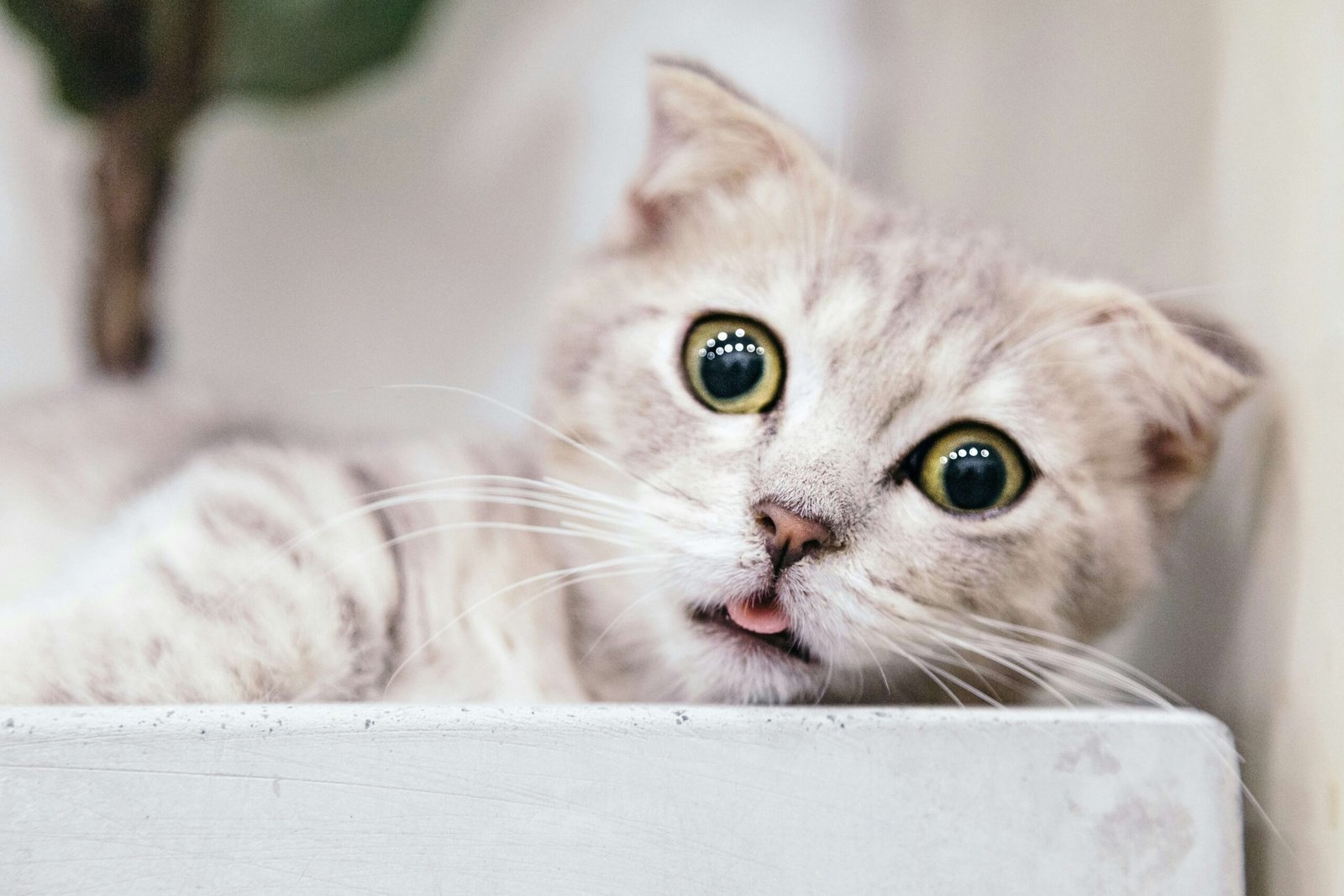 4 Cat Ball Toys for Endless Fun & Mental Stimulation!