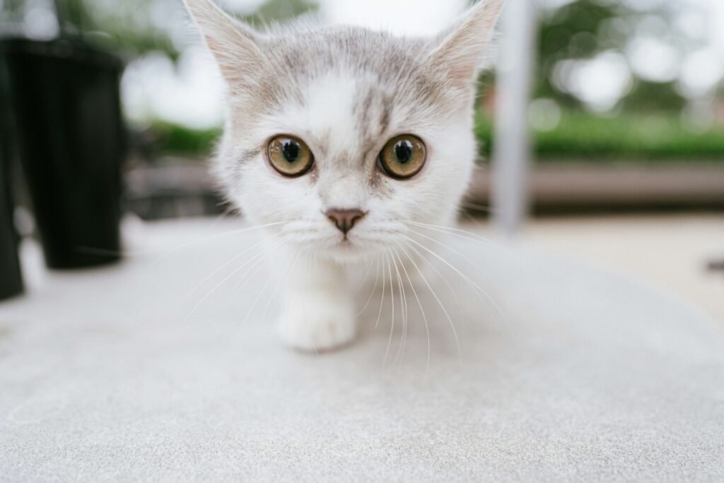 Top 3 Best Cat Tracker Collars for Ultimate Safety!