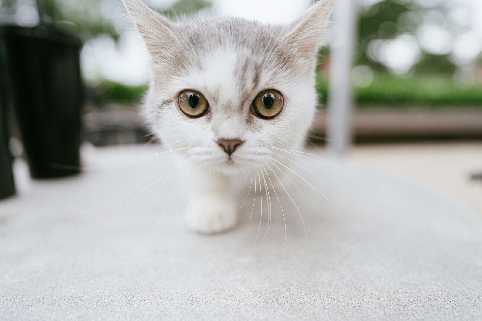 Top 3 Best Cat Tracker Collars for Ultimate Safety!