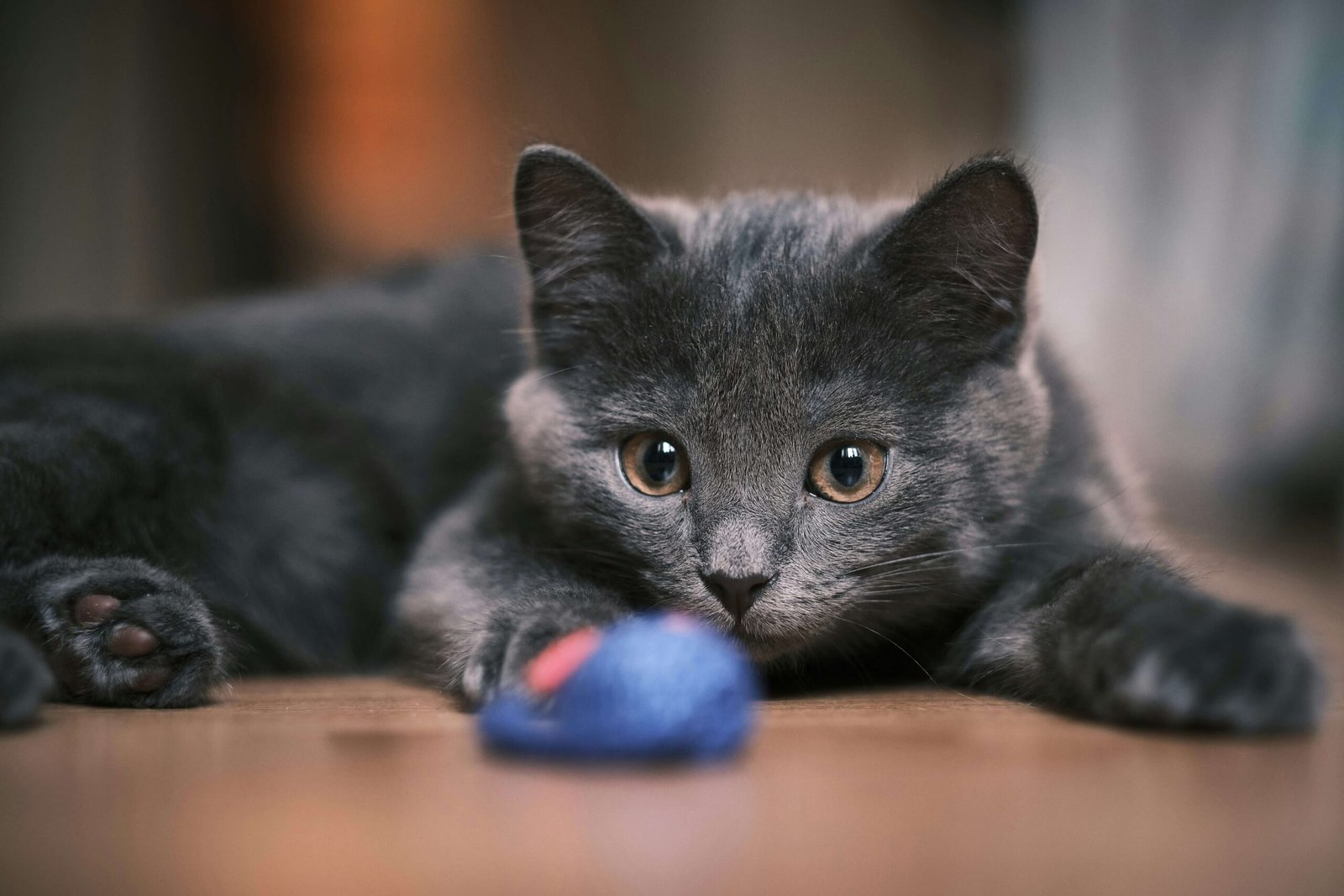 Top 4 Best Wooden Cat Trees: Stylish & Durable Feline Fun!