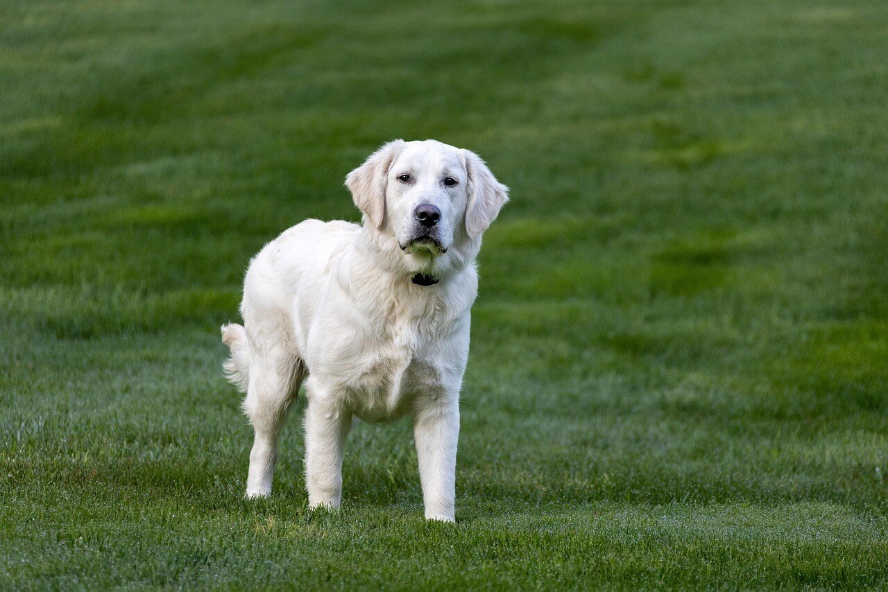 Can I Walk My Dog After Cutting the Quick? Best 7 Tips!