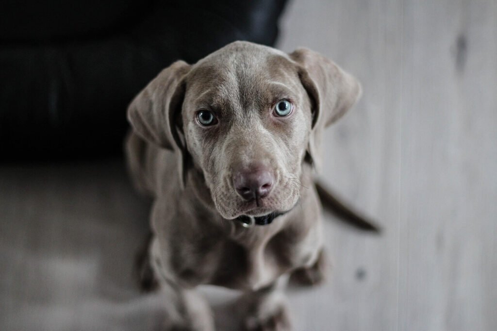 Dog Gland Removal: Best 7 Expert Tips!