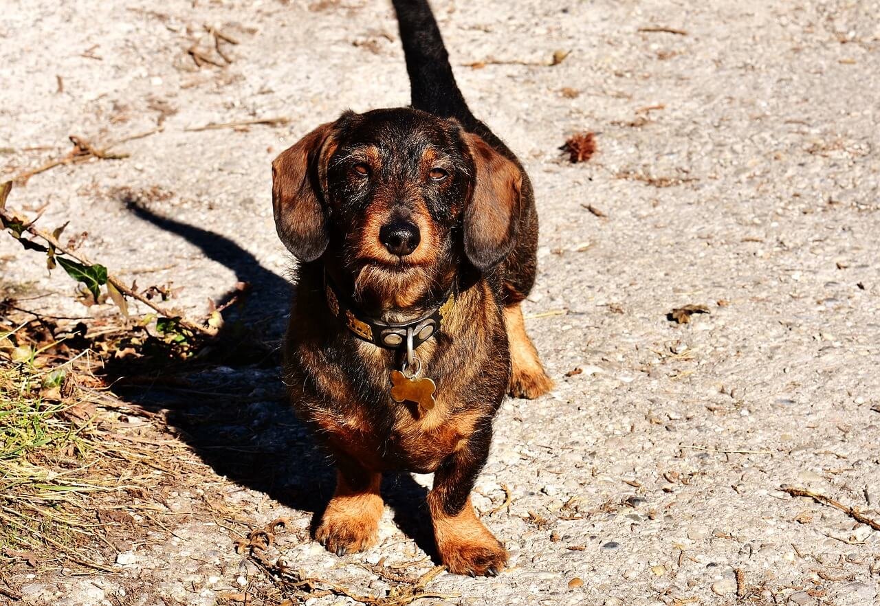 Why Is Your Dog Crying? 7 Tips to Stop Whining & Anxiety!