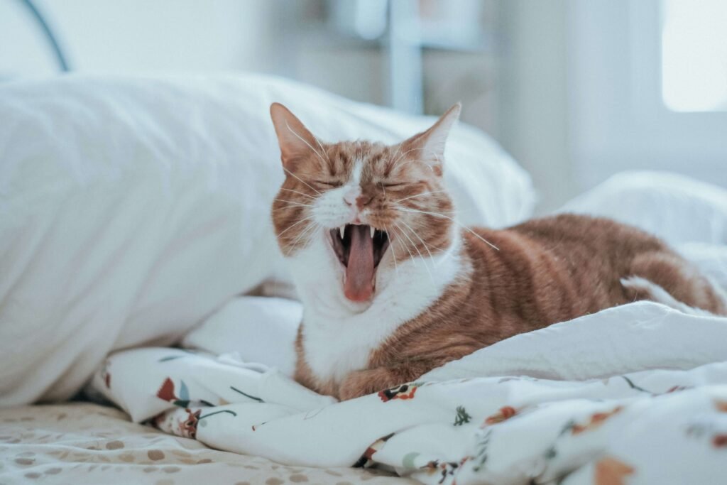 Top 4 Best Cat Sofas for Ultimate Feline Comfort!