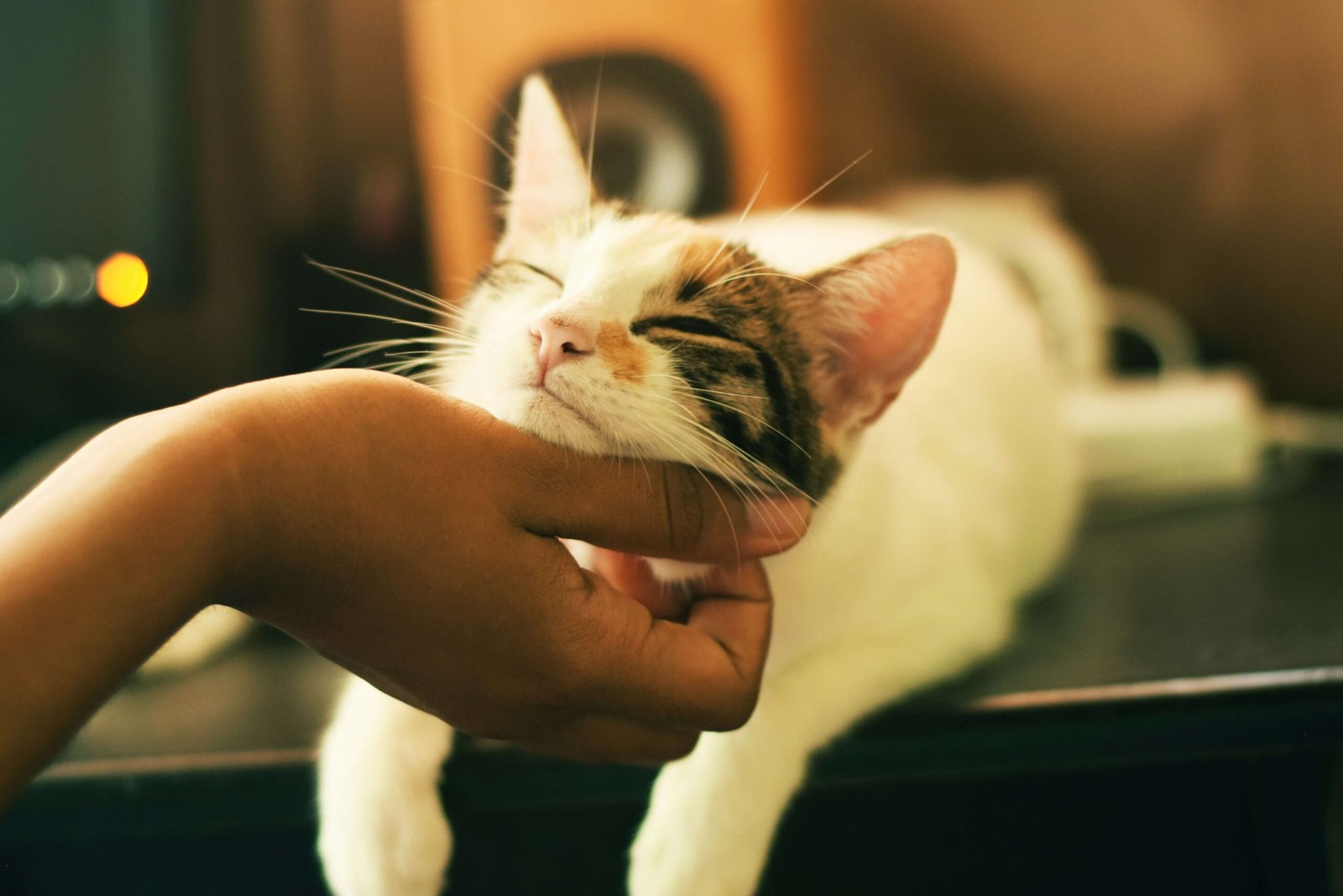 Cream Colored Cats: Best 7 Expert Care Tips!