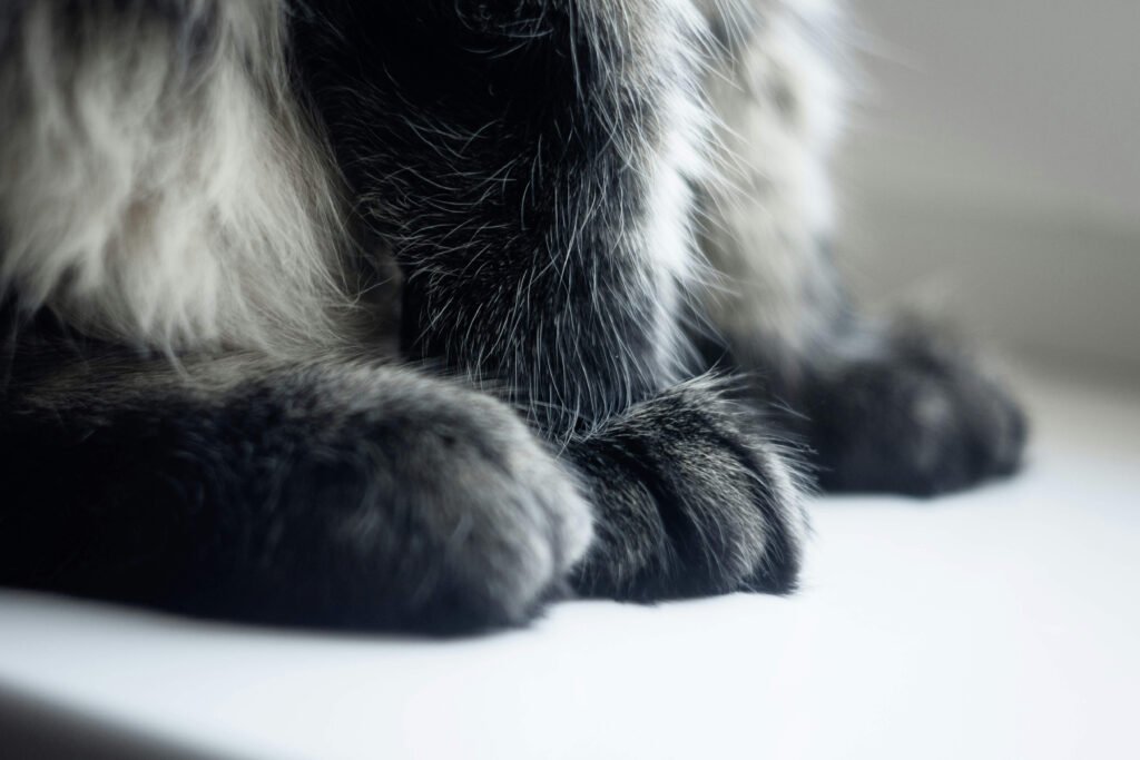 The Majestic Black Maine Coon: best 7 Expert Tips!