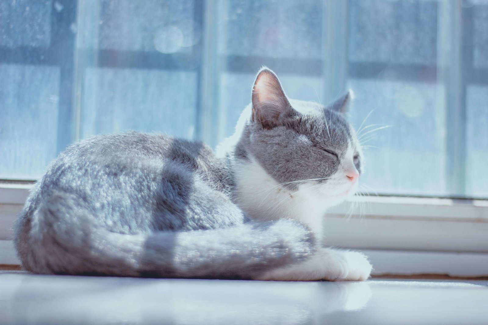 Top 4 Cat Litter Scoops for Effortless Cleaning!