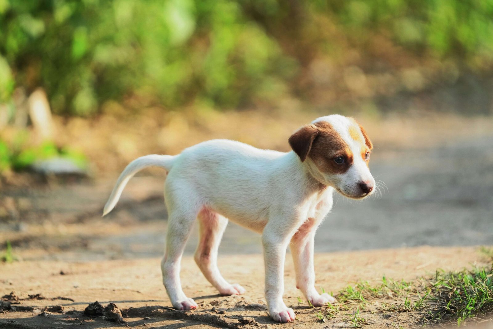 Can Dogs Eat Sourdough Bread? Best 7 Health Tips!
