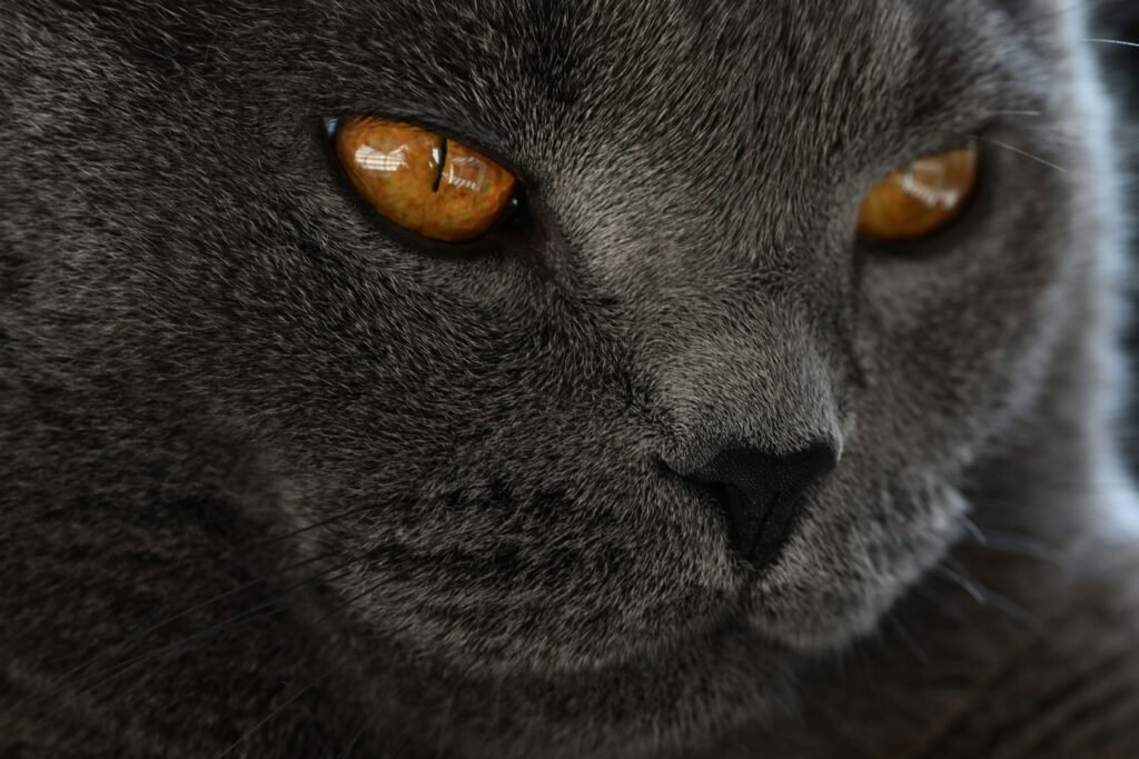 How to Teach a Cat Its Name: Best 7 Expert Tips!