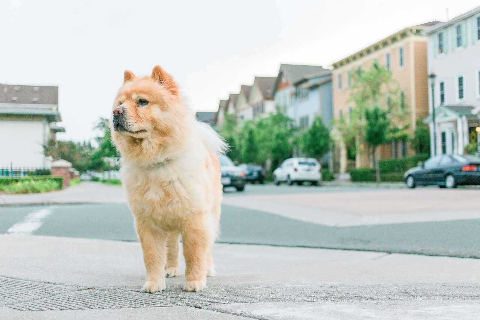 Chow Chow Dog Price: Best 7 Expert Tips!